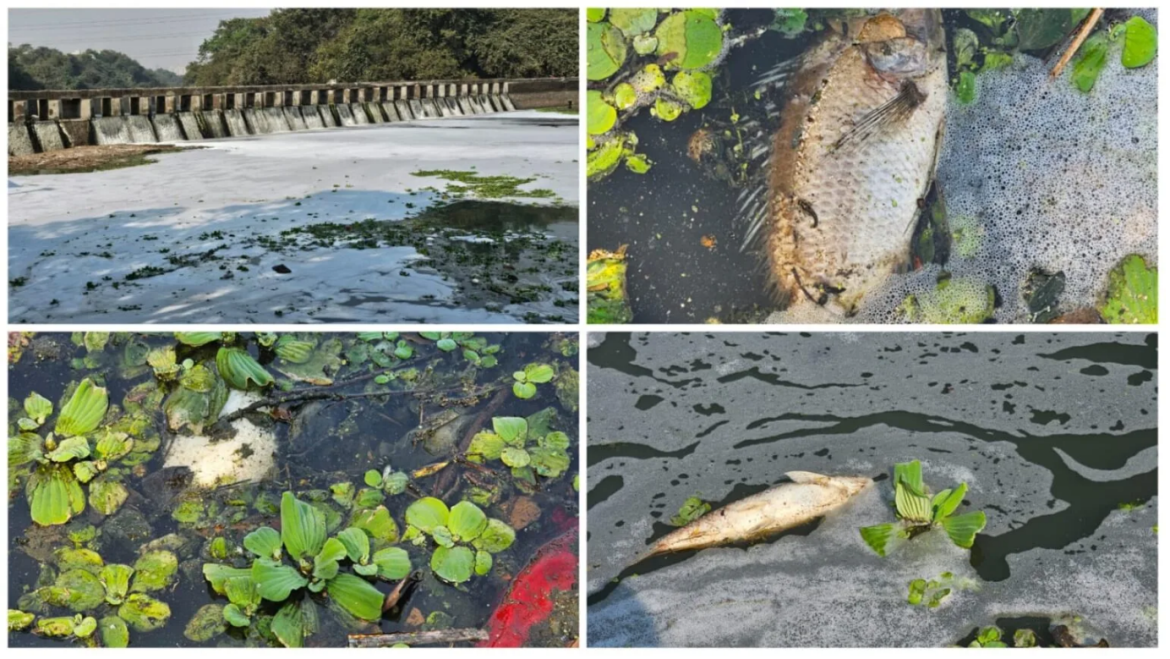 MASS FISH DEATH IN PAVANA RIVER SPARKS POLLUTION CONCERNS MASS FISH DEATH IN PAVANA RIVER SPARKS POLLUTION CONCERNS