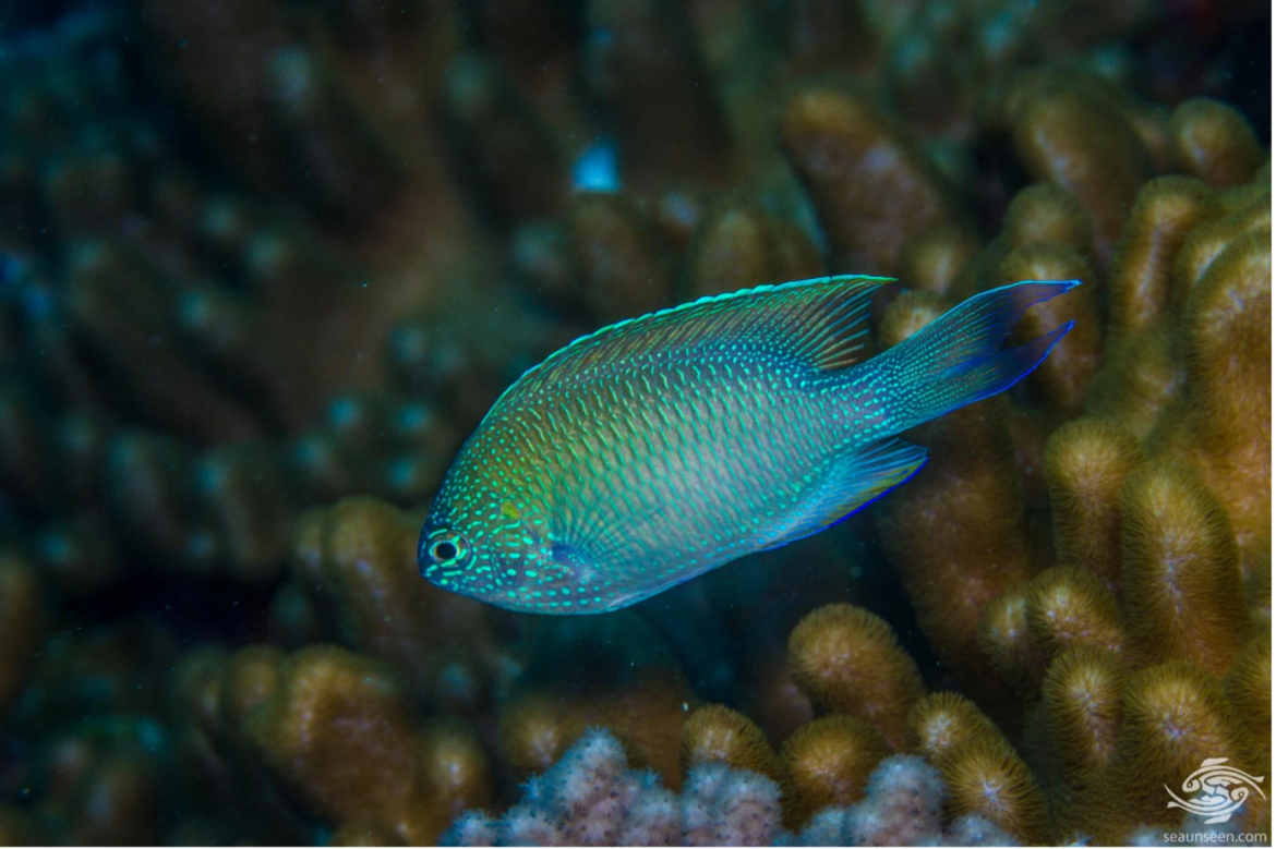NEW SPECIES DISCOVERED IN MESOPHOTIC ZONE HIGHLIGHTS OCEAN’S FRAGILE ECOSYSTEMS NEW SPECIES DISCOVERED IN MESOPHOTIC ZONE HIGHLIGHTS OCEAN’S FRAGILE ECOSYSTEMS