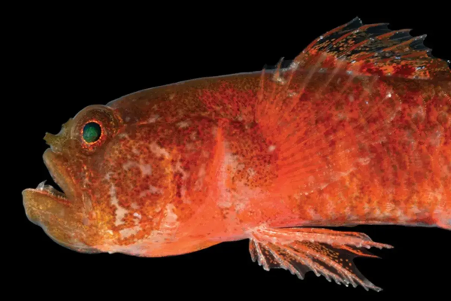 NEW SPECIES DISCOVERY THE GRUMPY DWARFGOBY ADDS TO RED SEA’S BIODIVERSITY NEW SPECIES DISCOVERY THE GRUMPY DWARFGOBY ADDS TO RED SEA’S BIODIVERSITY