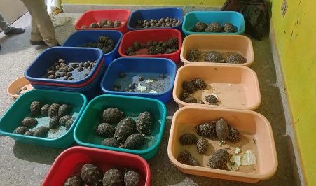 RACHAKONDA POLICE BUST ILLEGAL WILDLIFE TRADE SEIZE MARINE SPECIES RACHAKONDA POLICE BUST ILLEGAL WILDLIFE TRADE SEIZE MARINE SPECIES