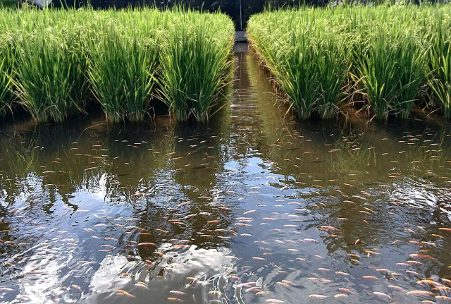 REVOLUTIONIZING ANDHRA PRADESH’S AGRICULTURE THE RICE FISH FARMING INITIATIVE REVOLUTIONIZING ANDHRA PRADESH'S AGRICULTURE THE RICE FISH FARMING INITIATIVE