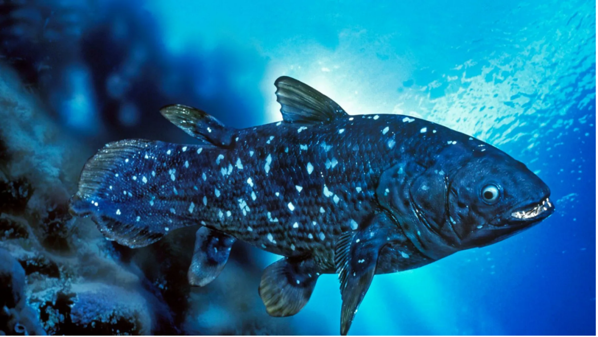 SCIENTISTS STUNNED BY DISCOVERY OF MILLION YEAR OLD FISH IN SMALL FISHING VILLAGE SCIENTISTS STUNNED BY DISCOVERY OF MILLION YEAR OLD FISH IN SMALL FISHING VILLAGE