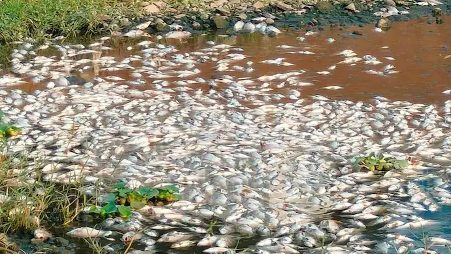 Thousands of Dead Fish Found in Mula Mutha River Suspected Chemical Contamination Sparks Probe Thousands of Dead Fish Found in Mula Mutha River Suspected Chemical Contamination Sparks Probe