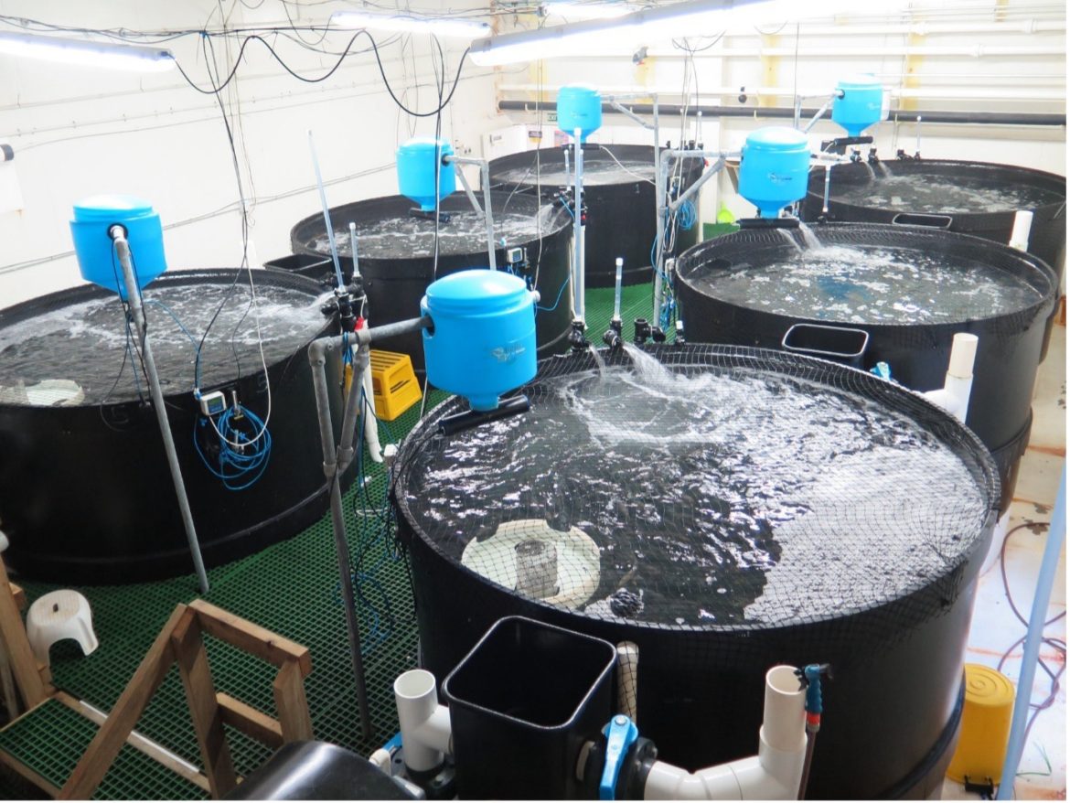 WHAT IS A RECIRCULATING AQUACULTURE SYSTEM WORK FLOW AND KEY COMPONENTS! WHAT IS A RECIRCULATING AQUACULTURE SYSTEM WORK FLOW AND KEY COMPONENTS!