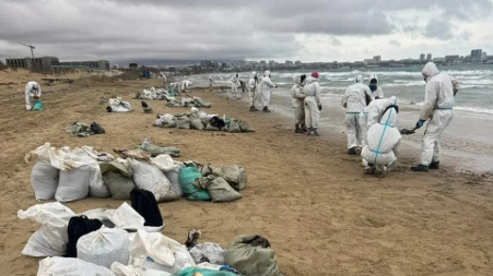DOLPHINS DEAD AFTER FUEL OIL SPILL IN KERCH STRAIT DOLPHINS DEAD AFTER FUEL OIL SPILL IN KERCH STRAIT