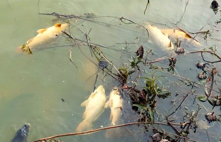 MASS FISH DEATHS IN HISTORIC MANSAR LAKE SPARK CONCERNS OVER ECOLOGICAL IMBALANCE MASS FISH DEATHS IN HISTORIC MANSAR LAKE SPARK CONCERNS OVER ECOLOGICAL IMBALANCE
