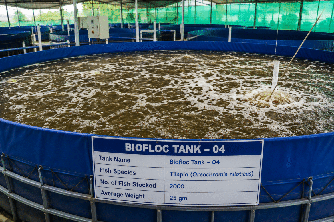 Biofloc Fish Farming