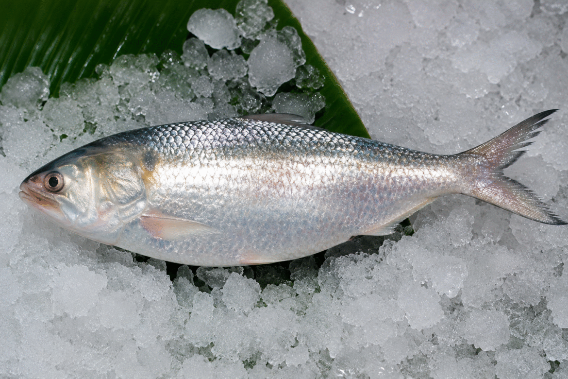 Hilsa fish returns to the Upper Ganga after decades