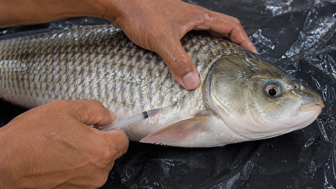 Rohu induced breeding process in a commercial fish hatchery